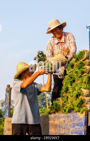 LIANYUNGANG, CHINE - le 24 JUIN 2023 - les agriculteurs élèvent des semis de riz pour la transplantation de riz mécanisé dans une base de reproduction agricole de Lianyungang, Jiangsu Pr Banque D'Images