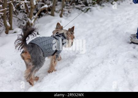 Yorkshire Terrier en vêtements d'hiver sur une laisse. Le chien marche dans la neige. Banque D'Images