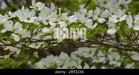 Floraison Dogwood, Cornus Florida, fleurit dans une exposition ostentatoire au début du printemps. Souvent associé à Pâques en raison des fleurs en forme de croix. Banque D'Images