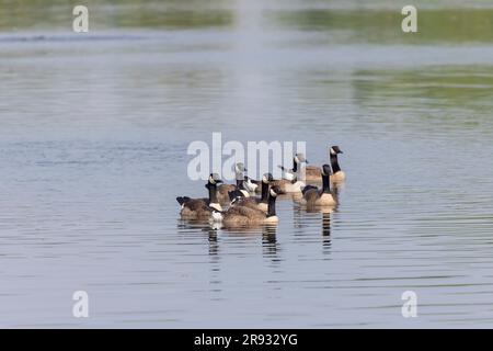Petite bernache du Canada (Branta canadensis) sur le lac Banque D'Images