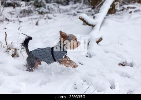 Yorkshire Terrier dans des promenades en vêtements d'hiver dans la forêt enneigée. Banque D'Images
