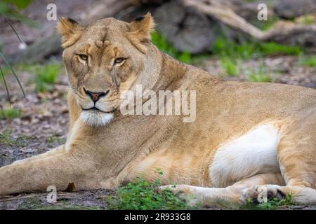 La lionne africaine (Panthera leo) au zoo et jardins de Jacksonville, Floride. (ÉTATS-UNIS) Banque D'Images