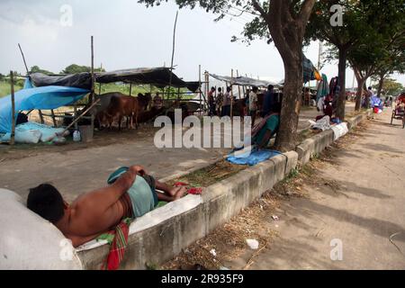 Dhaka bangladesh 0n 24jun2023.le plus grand festival sacré des musulmans Eid UL Adha approche. Un propriétaire de vache nourrit son bétail au marché du bétail Banque D'Images