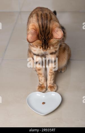 Un chat domestique s'assoit et regarde une assiette sans nourriture. Le concept de l'inflation, de la crise alimentaire et de la faim dans le monde. Mise au point sélective sur la tête de chat. Banque D'Images