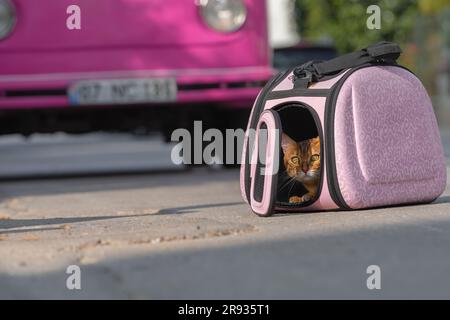 Un chat domestique est assis dans un porte-bagages à côté d'une fourgonnette de voyage rose. Voyager avec un animal de compagnie. Banque D'Images