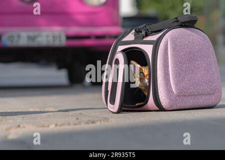 Un chat domestique est assis dans un porte-bagages à côté d'une fourgonnette de voyage rose. Voyager avec un animal de compagnie. Banque D'Images