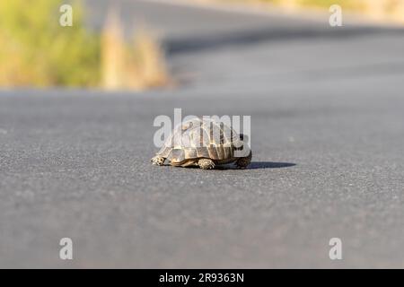 Une tortue se déplace le long d'une route de campagne asphaltée. Tortue sauvage terrestre. Banque D'Images