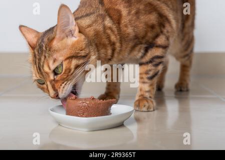 Le chat du Bengale mange sa nourriture sous forme de pate. Mise au point sélective. Banque D'Images