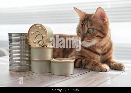 Le chat domestique se trouve et regarde la nourriture en conserve. Banque D'Images