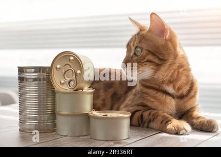 Le chat domestique se trouve et regarde la nourriture en conserve. Banque D'Images