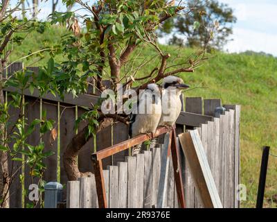 Kookaburras, deux oiseaux assis sur la clôture, paire Banque D'Images