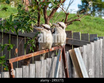 Paire de kookaburras, deux oiseaux assis sur le bot de clôture regardant dans la même direction Banque D'Images