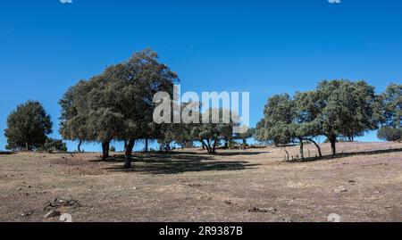 Dehesa de Holm Oak, Quercus rotundifolia, dans la municipalité de San Agustin de Guadalix, province de Madrid, Espagne. Banque D'Images