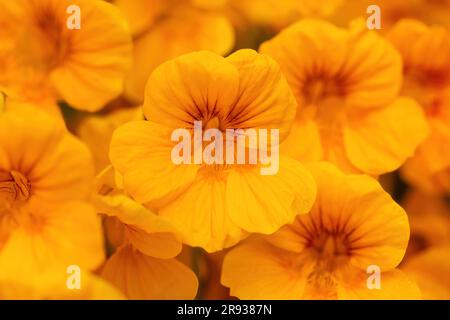 Fleurs de nasturtium jaune en fleur Banque D'Images