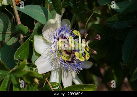 Passiflora L. est un genre de plantes de la famille des Passifloraceae qui comprend plus de 570 espèces de plantes herbacées vivaces et annuelles, arbustes avec Banque D'Images