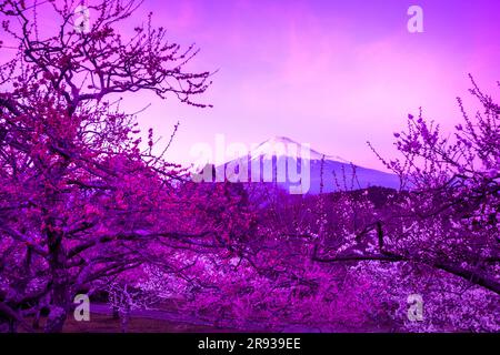 Fleurs de prune rouge et Mt. Banque D'Images