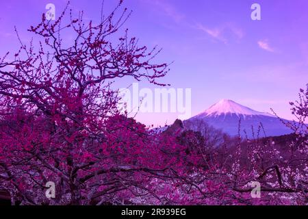 Fleurs de prune rouge et Mt. Banque D'Images