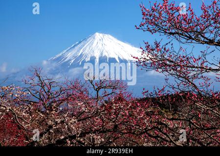 Fleurs de prune rouge et Mt. Banque D'Images