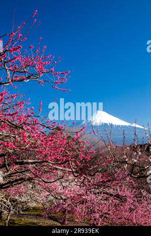 Fleurs de prune rouge et Mt. Banque D'Images