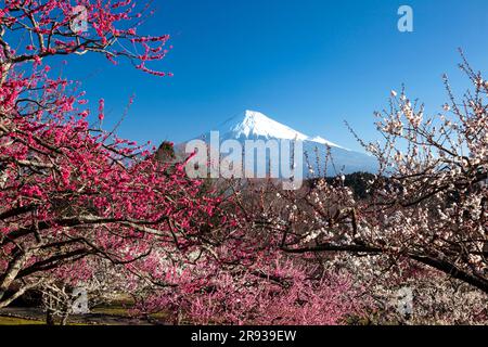 Fleurs de prune rouge et Mt. Banque D'Images