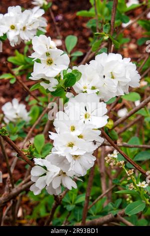 Sydney Australie, fleurs blanches en papier d'exochorda giraldii var. wilsonii Banque D'Images