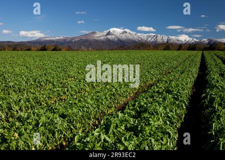 Champ de radis Daikon et Taisetsu Zan Banque D'Images