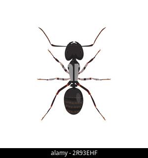 Ant de menuisier de vie, insecte de Camponotus, bogue Illustration de Vecteur