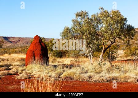 Termite en boue rouge et eucalyptus, Pilbara, Australie occidentale Banque D'Images