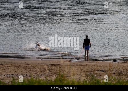 Cologne, Allemagne. 24th juin 2023. Un homme avec un chien marche le matin au calme sur les rives du Rhin à Cologne-Langel. Credit: Henning Kaiser/dpa/Alay Live News Banque D'Images