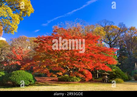 Couleurs d'automne à Rikugien Banque D'Images