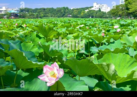 Shinobazunoike avec fleurs de lotus Banque D'Images