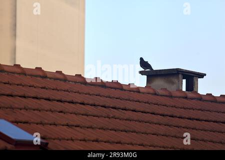 Pidgeon assis sur une cheminée Banque D'Images