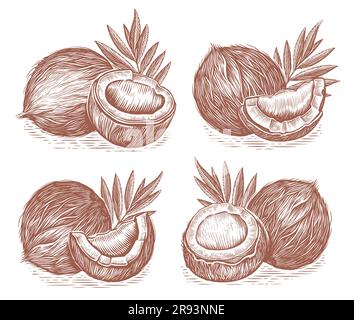 Noix de coco avec feuilles, ensemble dessiné dans le style d'esquisse. Illustration du vecteur alimentaire tropical Illustration de Vecteur