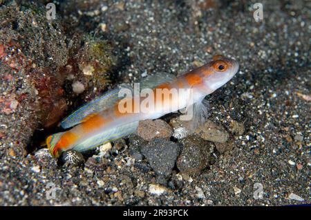 Flagtail Shrimpgoby, Amblyeleotris yanoi, par trou, site de plongée de Coral Garden, Tulamben, Karangasem Regency, Bali, Indonésie Banque D'Images