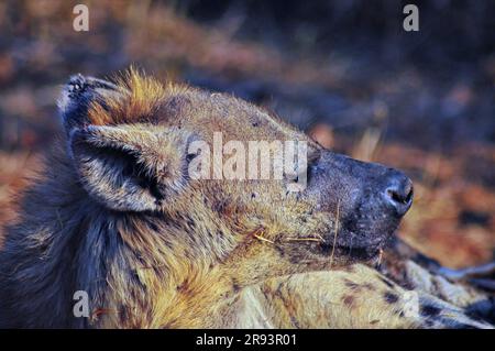 Le pâturage des éléphants avec veau et hyena dormir avec des petits offre aux touristes une véritable expérience africaine de safari dans le parc national Kruger en Afrique du Sud Banque D'Images