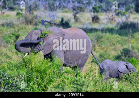 Le pâturage des éléphants avec veau et hyena dormir avec des petits offre aux touristes une véritable expérience africaine de safari dans le parc national Kruger en Afrique du Sud Banque D'Images