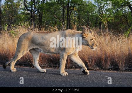 Un lion mâle massif et une lionne tachetée se reposant sur le côté d'une route dans le parc national Kruger en préparation pour une chasse au crépuscule Banque D'Images