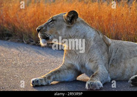 Un lion mâle massif et une lionne tachetée se reposant sur le côté d'une route dans le parc national Kruger en préparation pour une chasse au crépuscule Banque D'Images