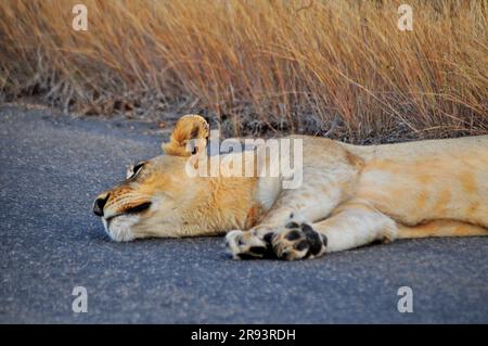 Un lion mâle massif et une lionne tachetée se reposant sur le côté d'une route dans le parc national Kruger en préparation pour une chasse au crépuscule Banque D'Images