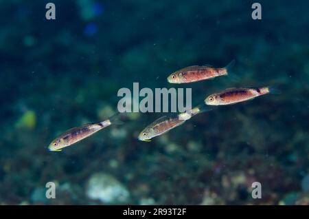 Poisson-chèvre juvénile, Parupeneus macronemus, site de plongée latéral, Tulamben, Karangasem Regency, Bali, Indonésie Banque D'Images