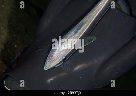 Suckerfish mince, Echeneis naucrates, sur la nageoire du plongeur, site de plongée de Ghost Bay, Amed, Karangasem Regency, Bali, Indonésie Banque D'Images