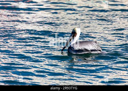 Un spécimen de pélican brun de Californie, nageant dans la mer de coupures à Cabo San Lucas dans l'état de Baja California sur, Mexique. Concept oiseau. Banque D'Images