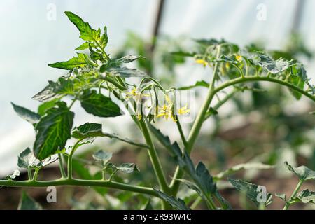 Plante de tomate avec fleurs jaunes en serre. Jardinage, culture végétale. Banque D'Images