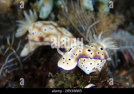 Paire de nudibranches de Tryon, Hypselodoris tryoni, site de plongée de Coral Garden, Tulamben, Karangasem Regency, Bali, Indonésie Banque D'Images