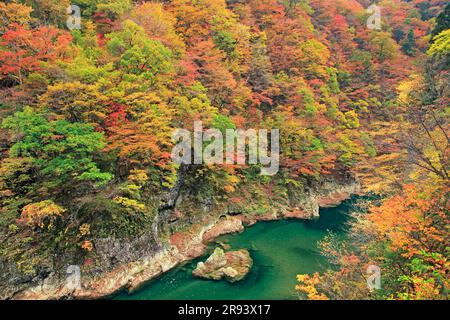 Feuilles d'automne dans la vallée de Dakigaeri Banque D'Images