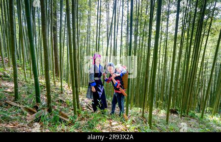 Un jeune couple minoritaire ethnique avec leur fille se trouve dans la forêt de bambou de Tu le commune, district de Van Chan, province de Yen Bai, Vietnam Banque D'Images