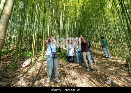 Les touristes visitent la forêt de bambous dans la commune de Tu le, le district de Van Chan, la province de Yen Bai, Vietnam Banque D'Images