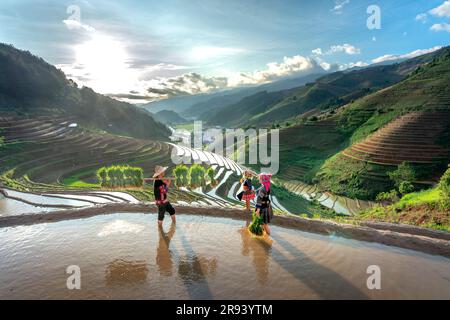 Une jeune famille de H'Mong transportant des semis de riz se prépare à planter du riz à Mu Cang Chai, province de Yen Bai, Vietnam Banque D'Images