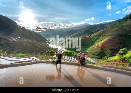 Une jeune famille de H'Mong transportant des semis de riz se prépare à planter du riz à Mu Cang Chai, province de Yen Bai, Vietnam Banque D'Images