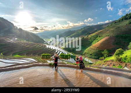 Une jeune famille de H'Mong transportant des semis de riz se prépare à planter du riz à Mu Cang Chai, province de Yen Bai, Vietnam Banque D'Images